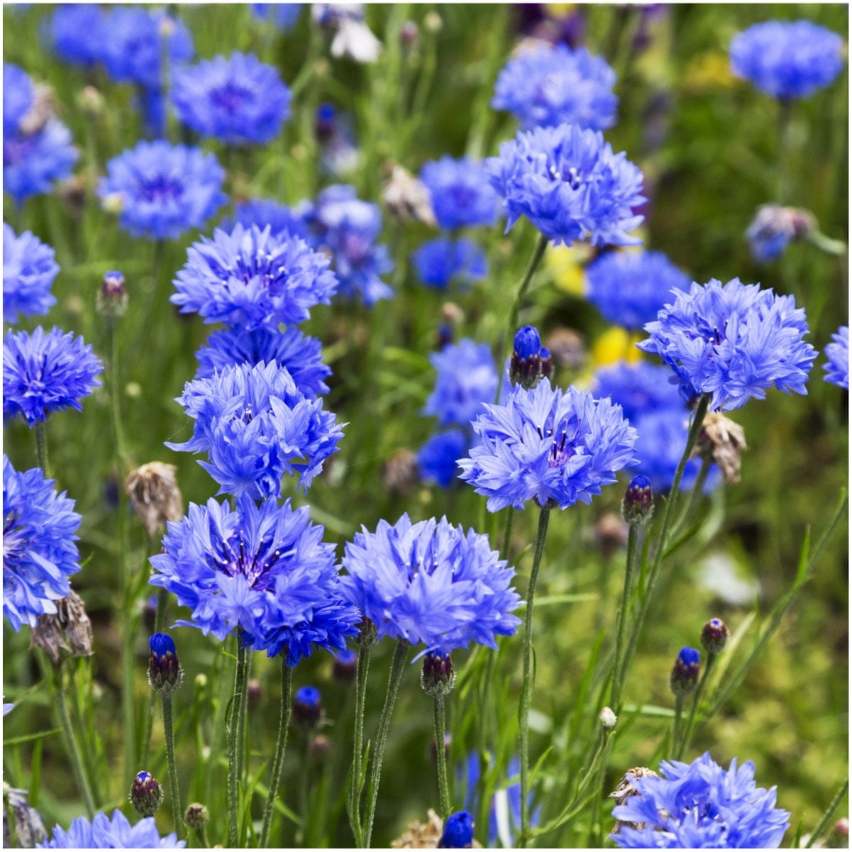 Cornflowers from beads, wildflowers with their own hands (video) Cornflowers from beads, wildflowers with their own hands (video)